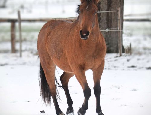 CL Smooth Zip Hotrod